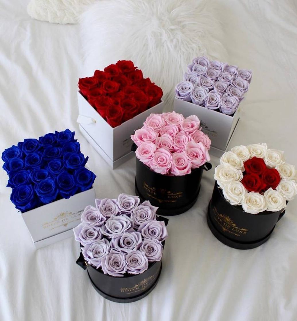 Fashion Roses