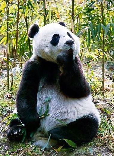 Oso panda