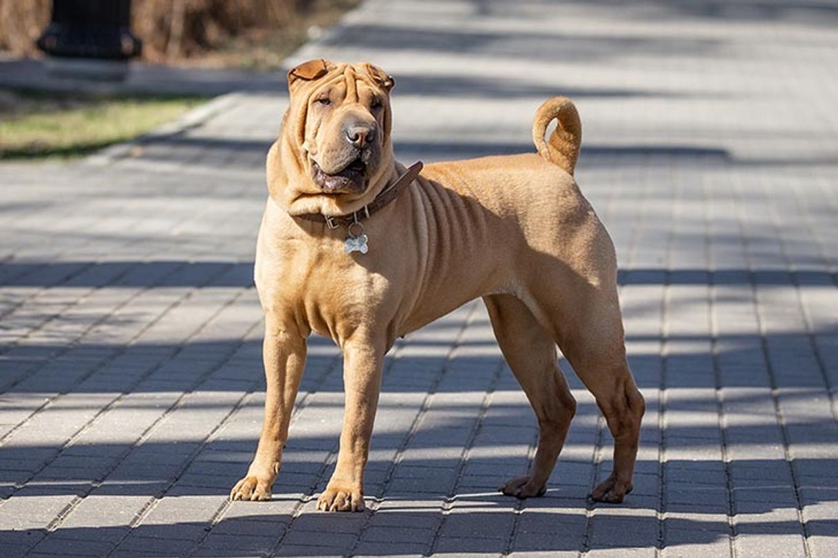 Social Shar-pei

