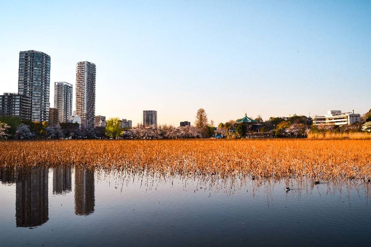 Social Parque de UENO (Japon) 
