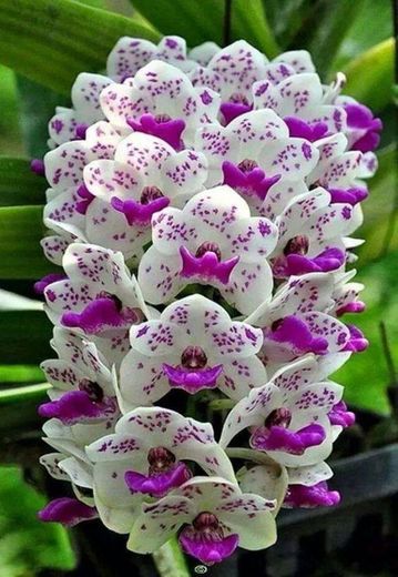 Orquídea Rara🌷