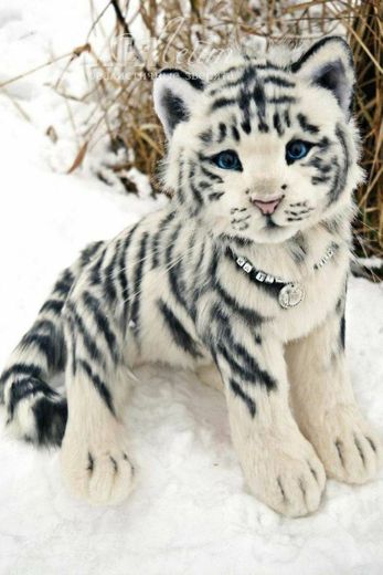 Filhotinho de tigre branco
