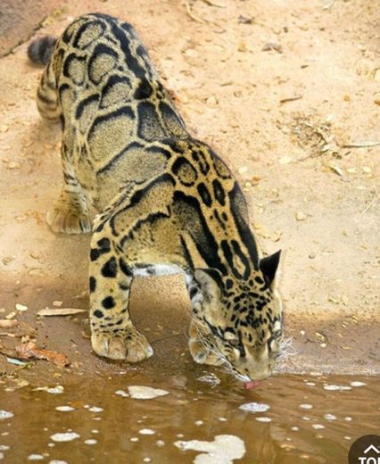 Leopardo Dublado