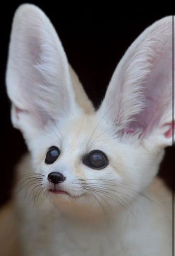 Raposa Fennec