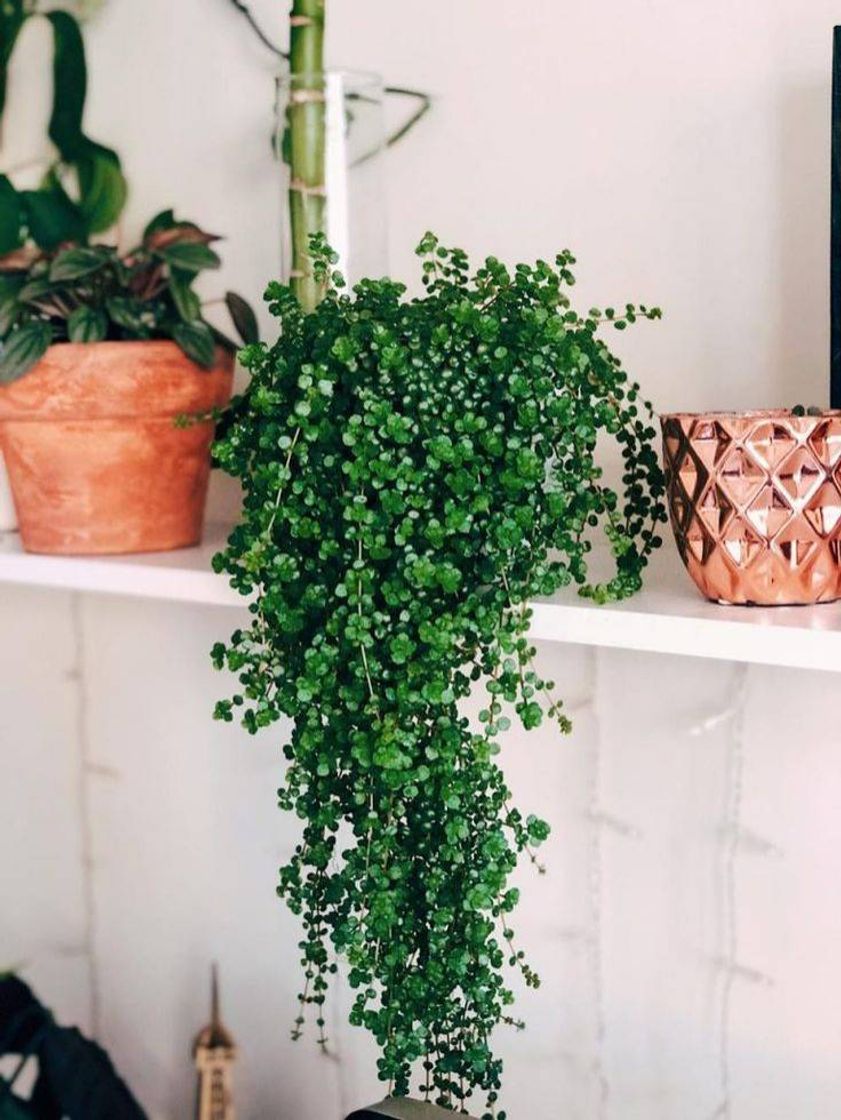 Social Barba de Moisés 