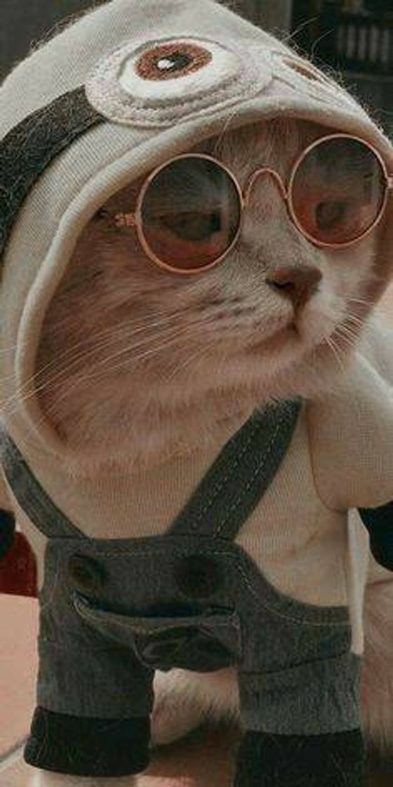 Social Cat II 