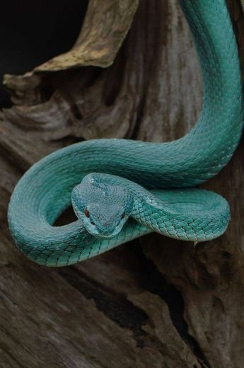 Víbora da Indonésia ❄️🐍