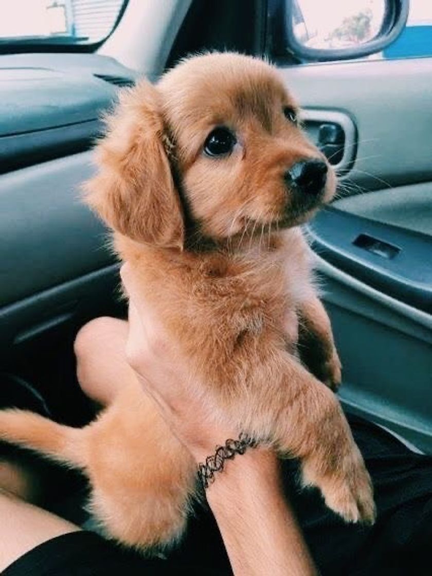 Social Doguinho 🐶 