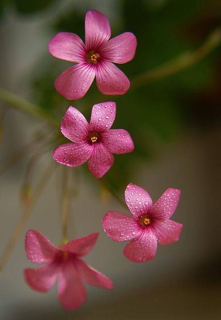 Fashion Flores 