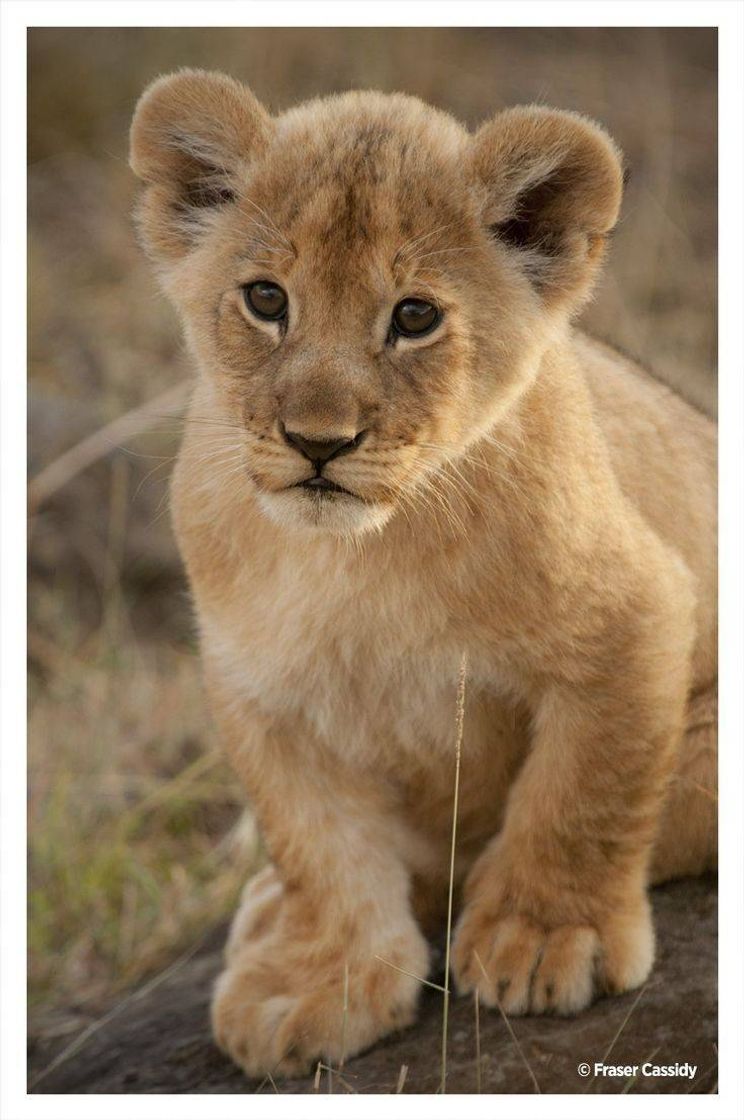 Social Simba🐾❤