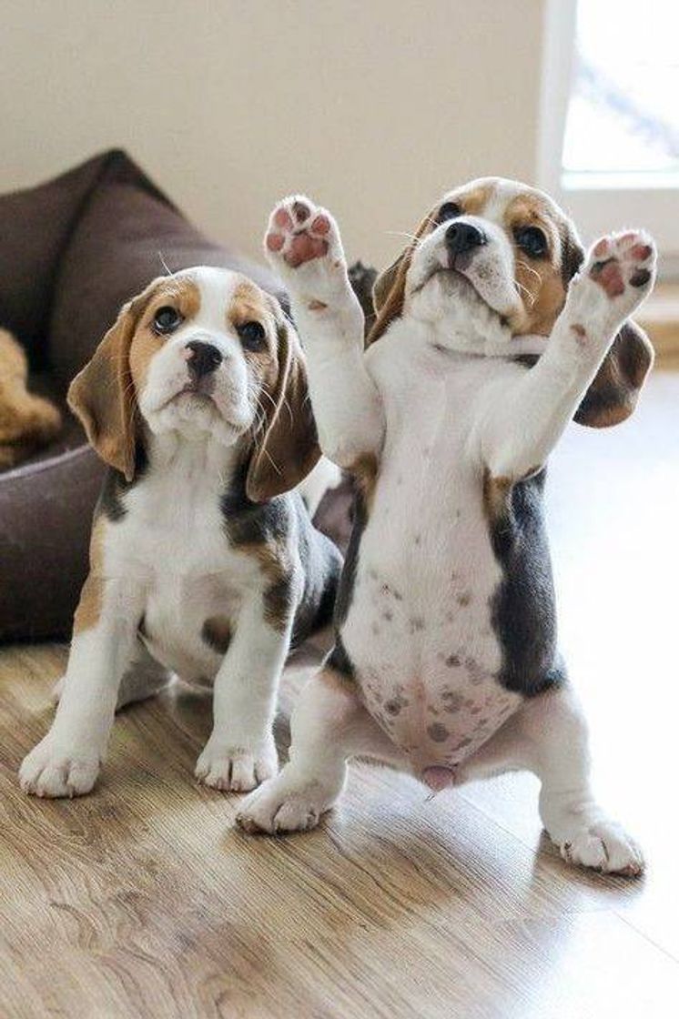 Social Lindezas🐾
