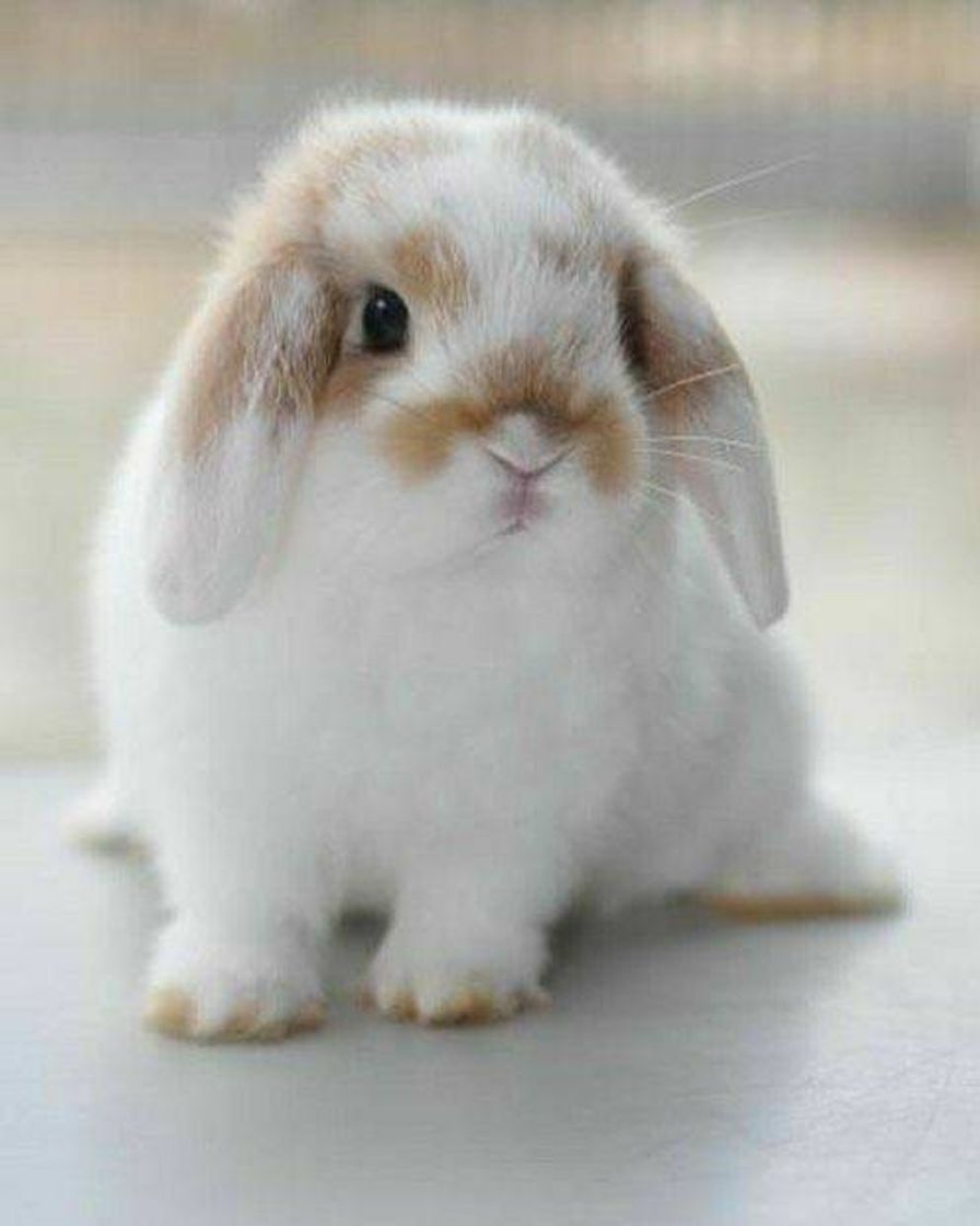 🐇🤍