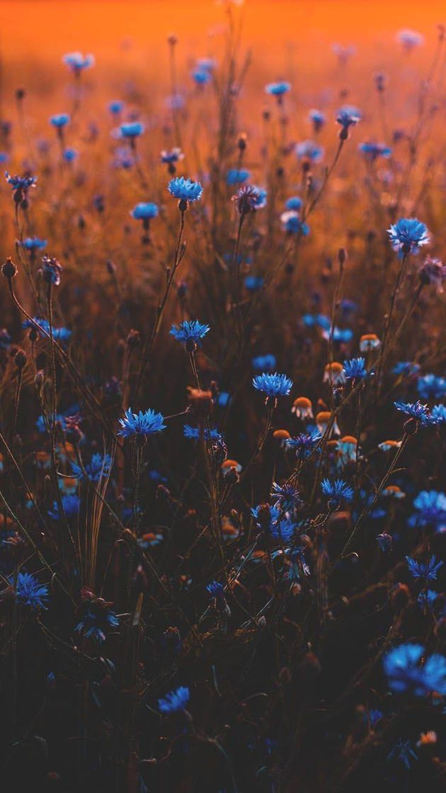 Fashion Wallpaper de flores azul💙