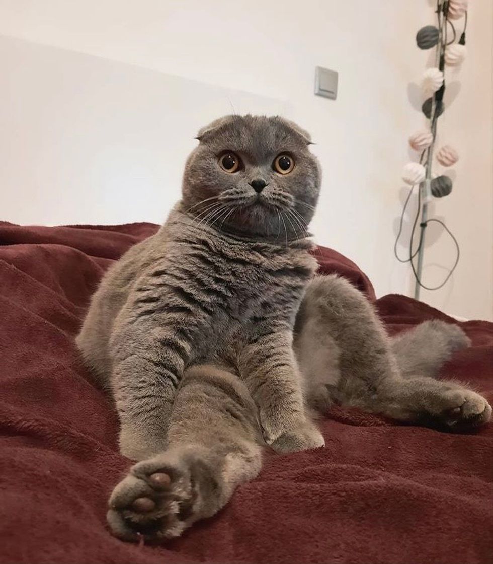 Fashion Scottish Fold 