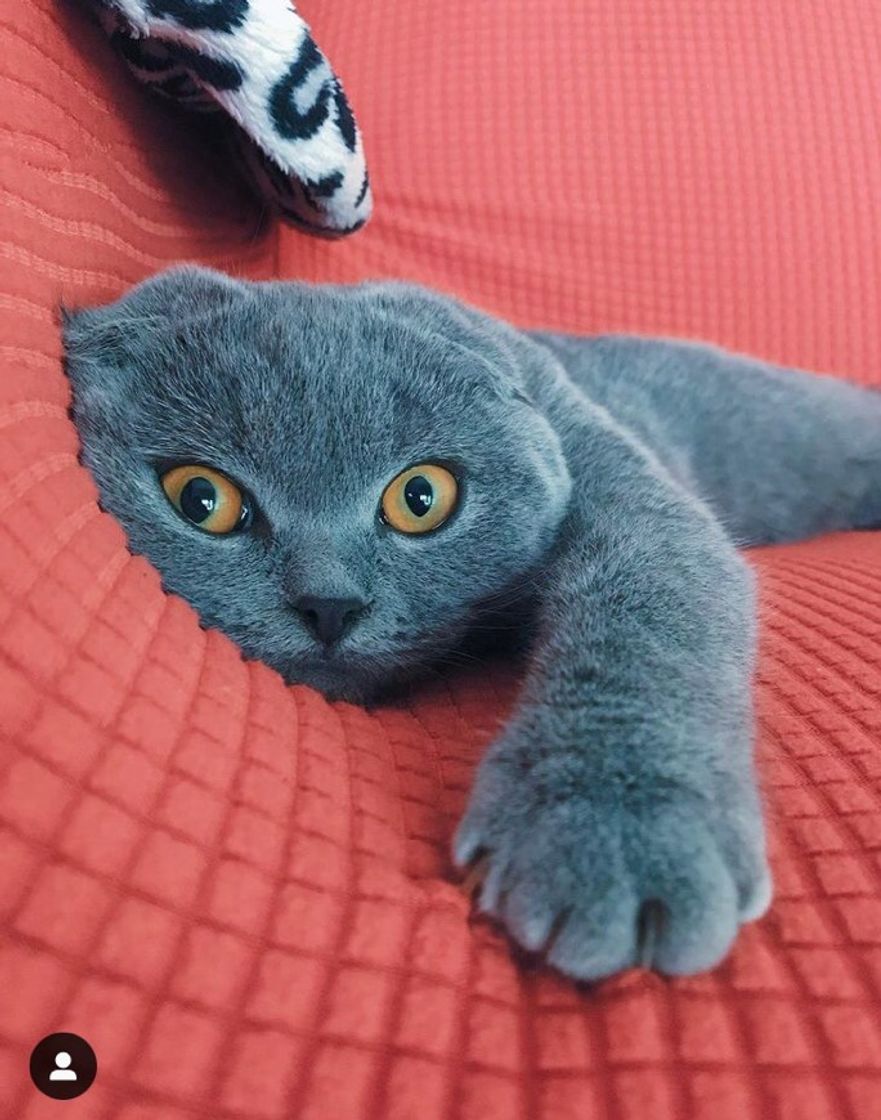 Fashion ScottishFold