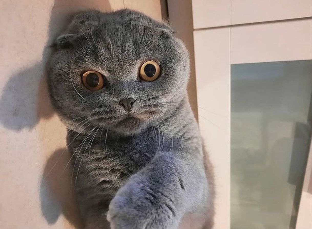 Fashion ScottishFold