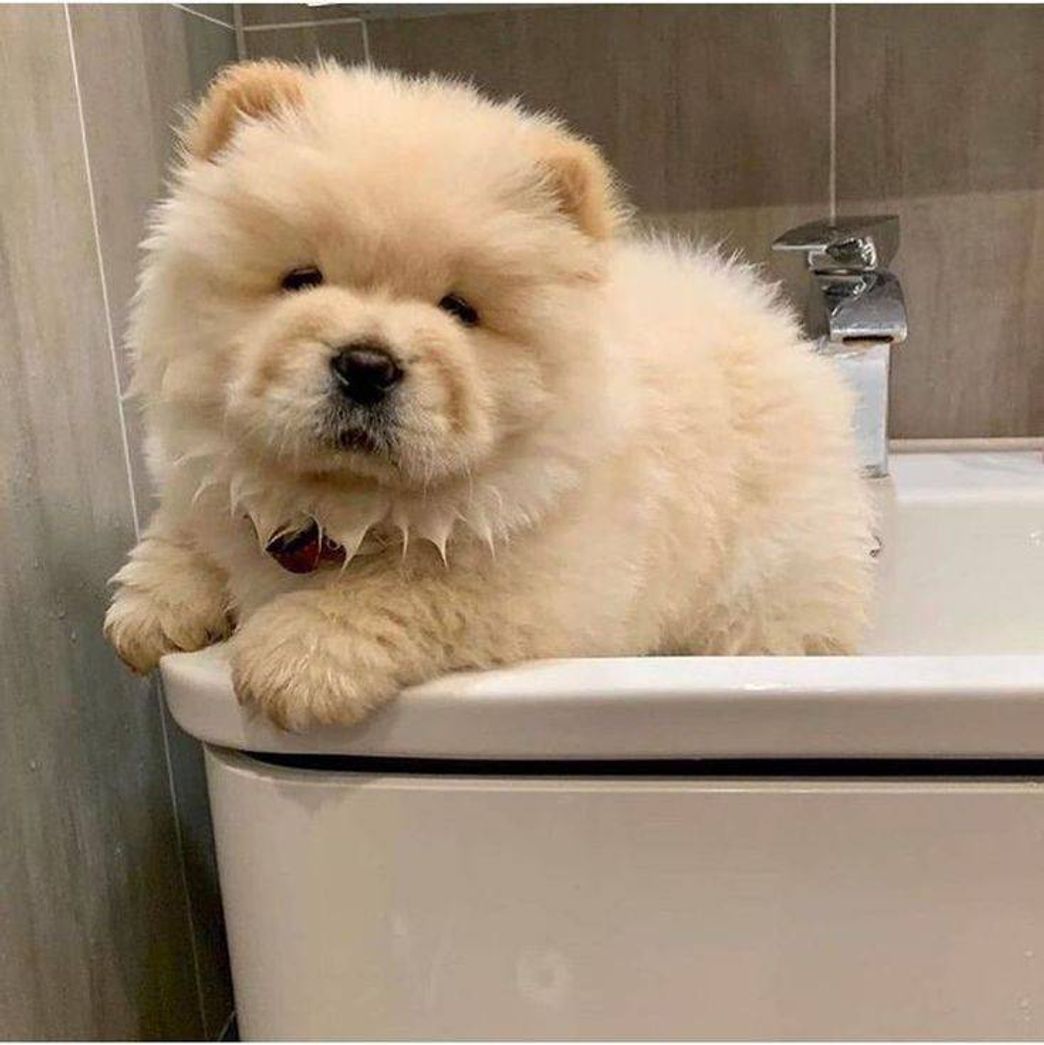 Moda Filhote de Chow Chow 