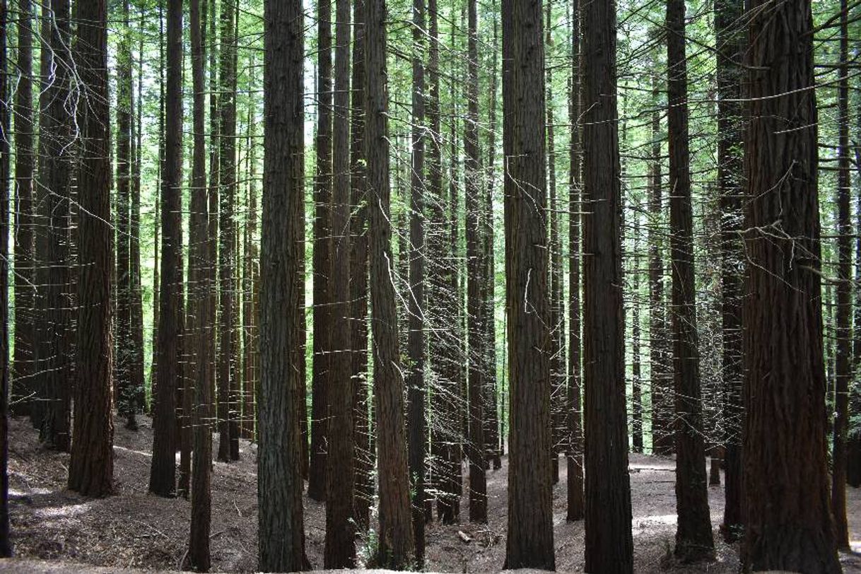 Lugar Bosque De Secuoyas