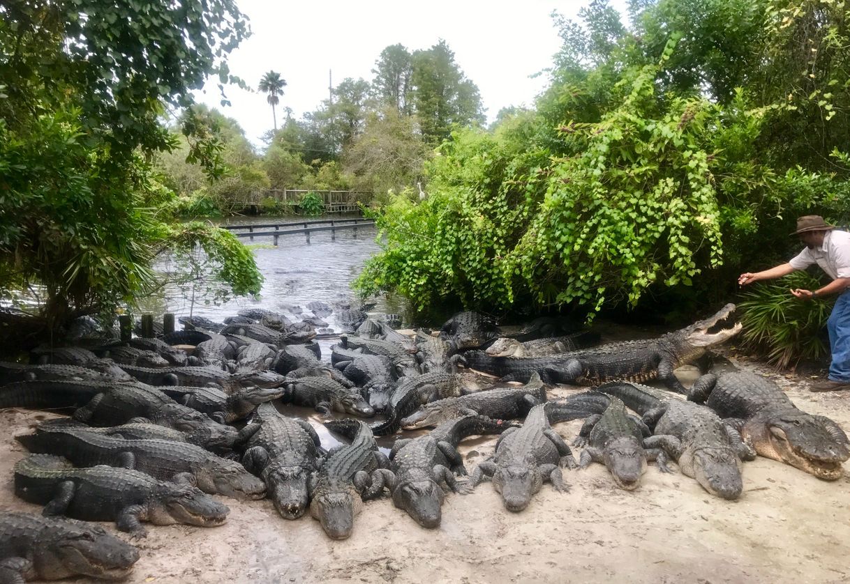 Lugares Gatorland