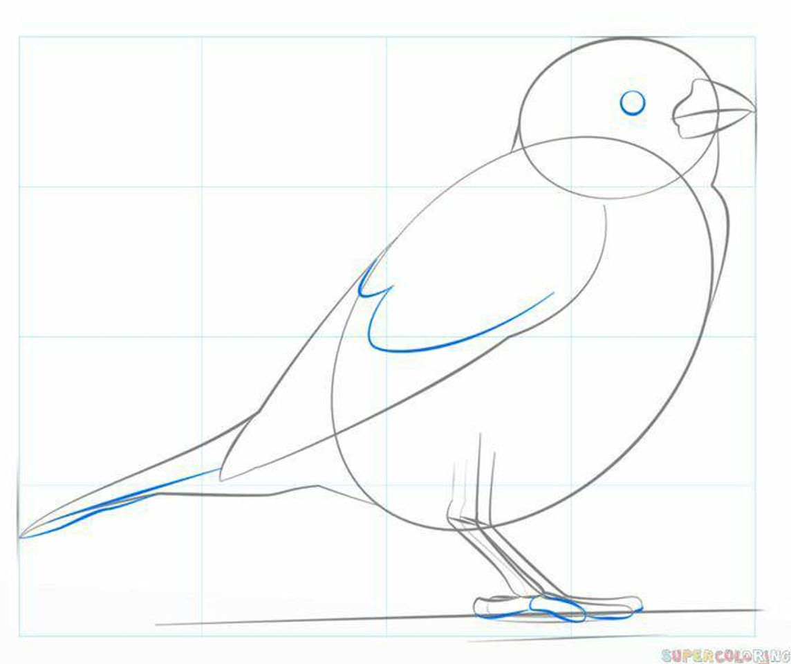 Fashion How to draw a house sparrow | Boceto para dibujar un gorrión