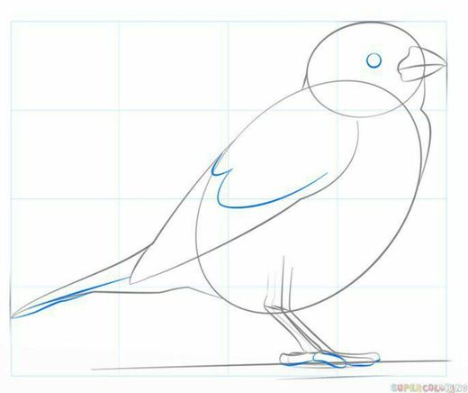 How to draw a house sparrow | Boceto para dibujar un gorrión