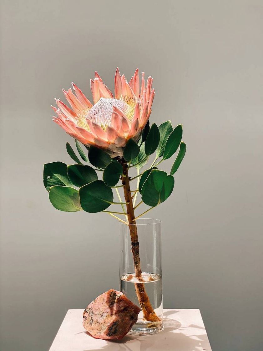 Moda Protea Cynaroides "Protea King" 