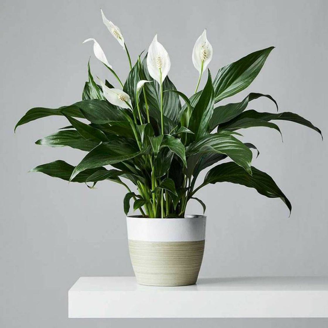 Moda Spathiphyllum "Lírio da Paz"