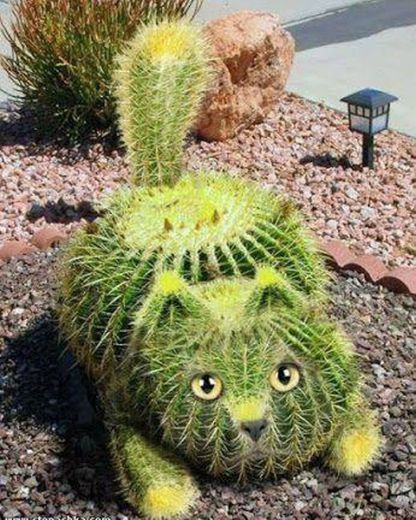 🌵 🐈