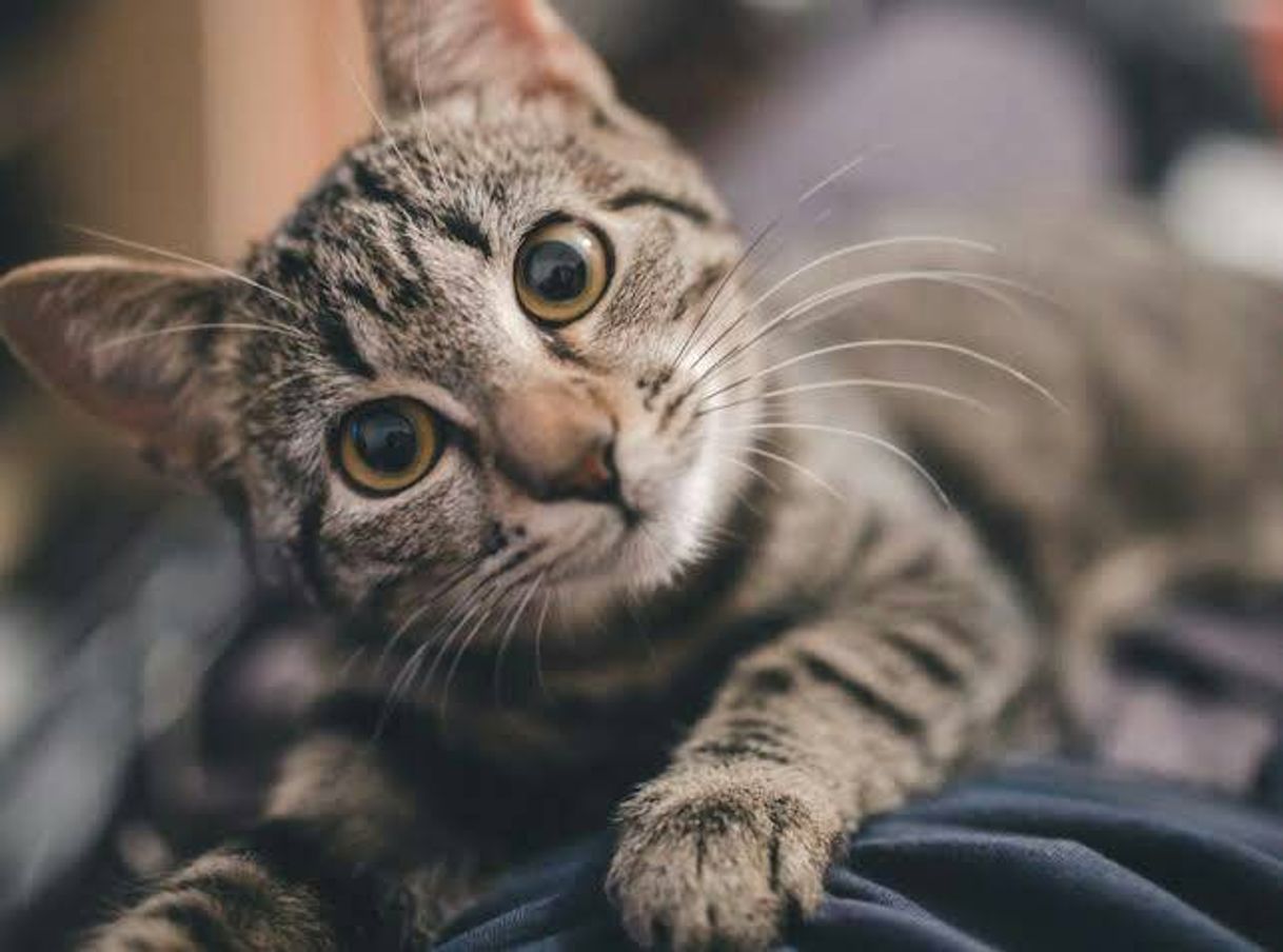 Social •Gatinho fofo•