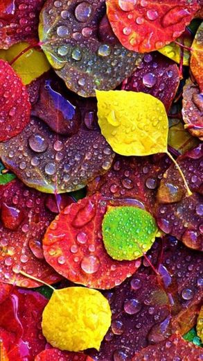Wet leaves 🍁 
