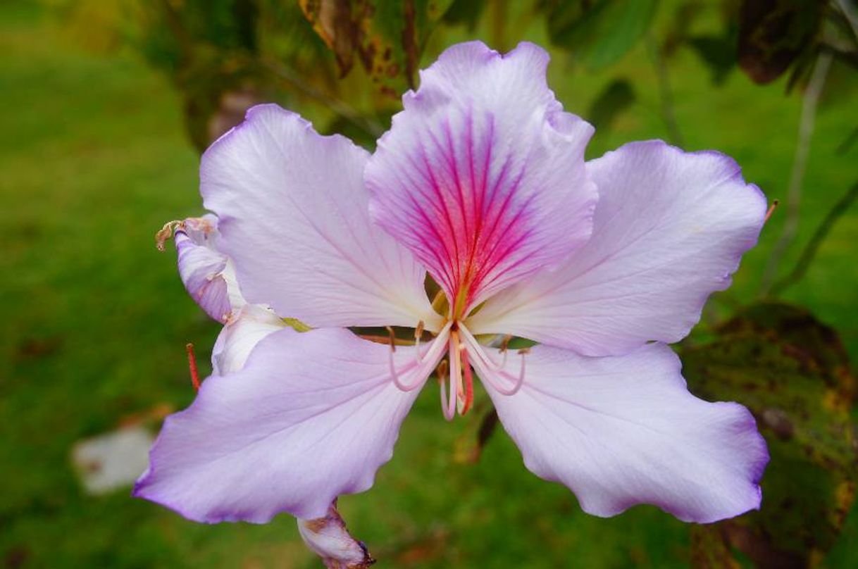 Moda Flor