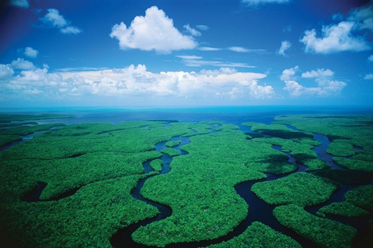 Place Parque Nacional de los Everglades