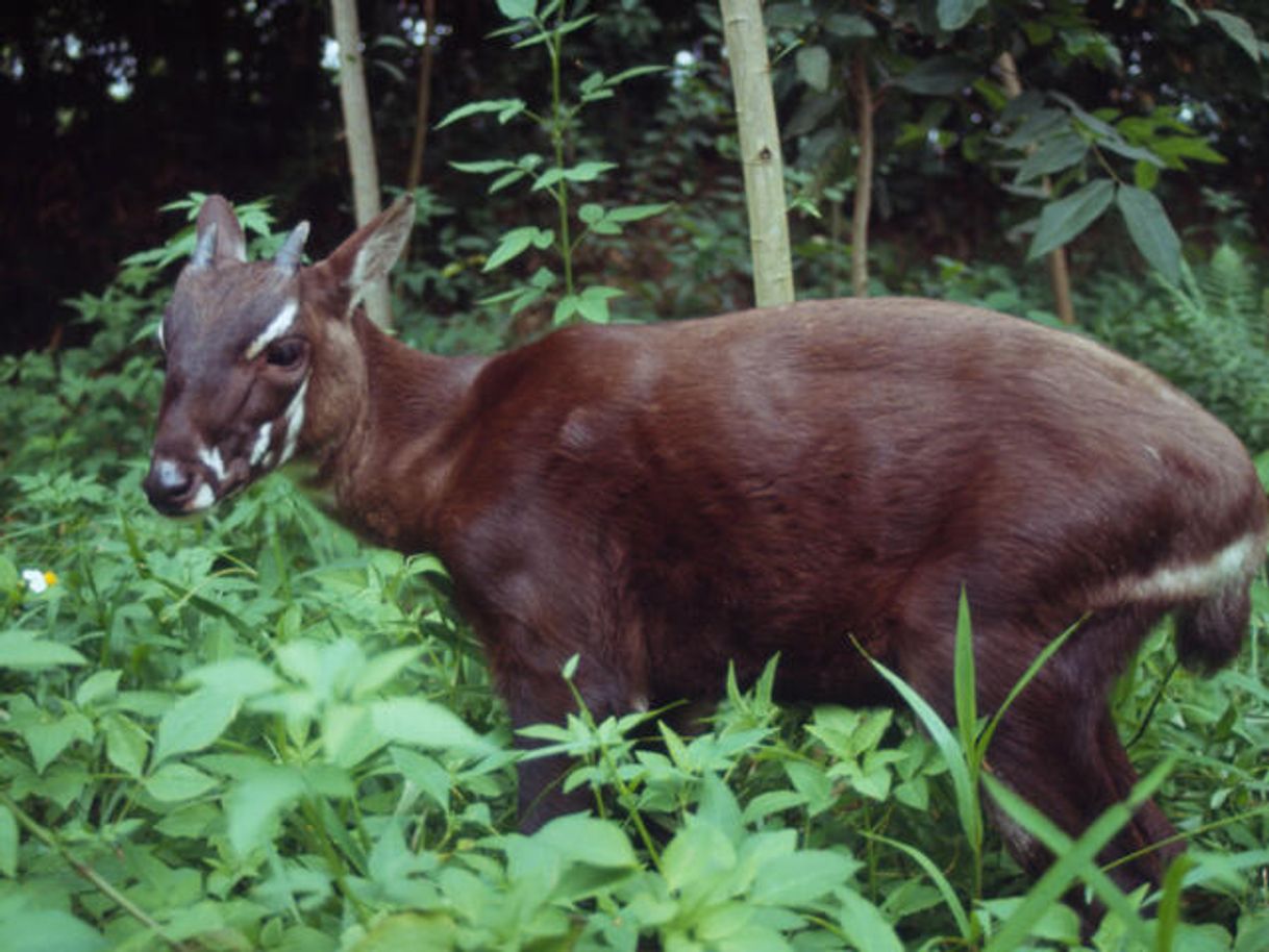 Fashion Saola