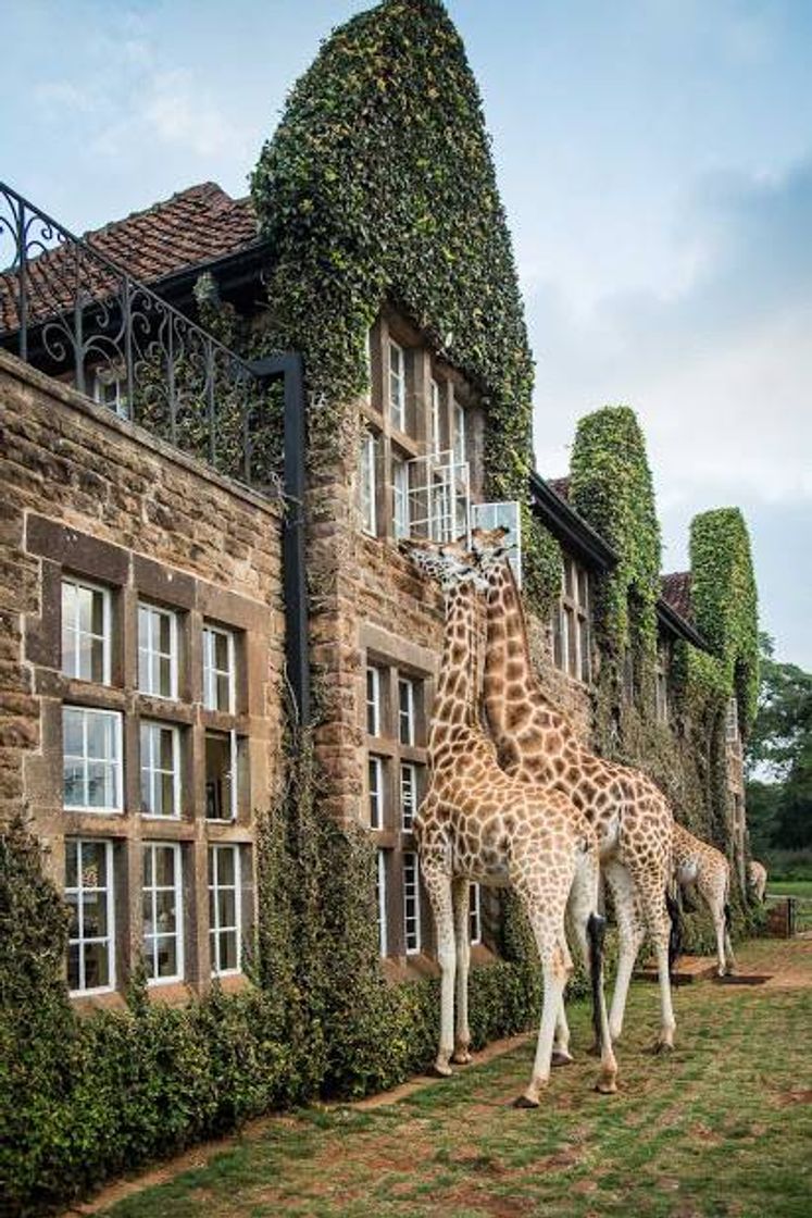 Place Giraffe Manor