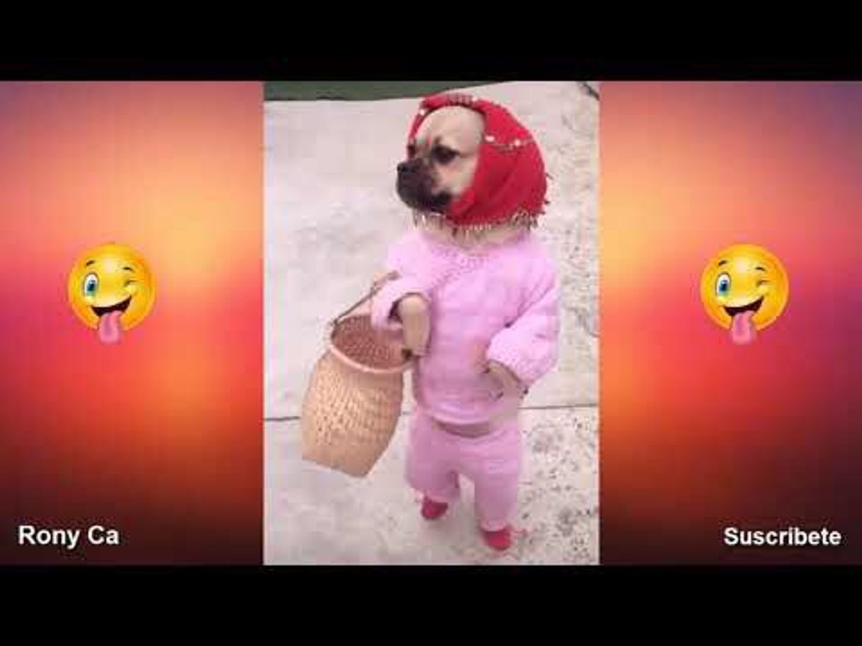 Social Videos De Risa - La mejor recopilación de los mejores Video