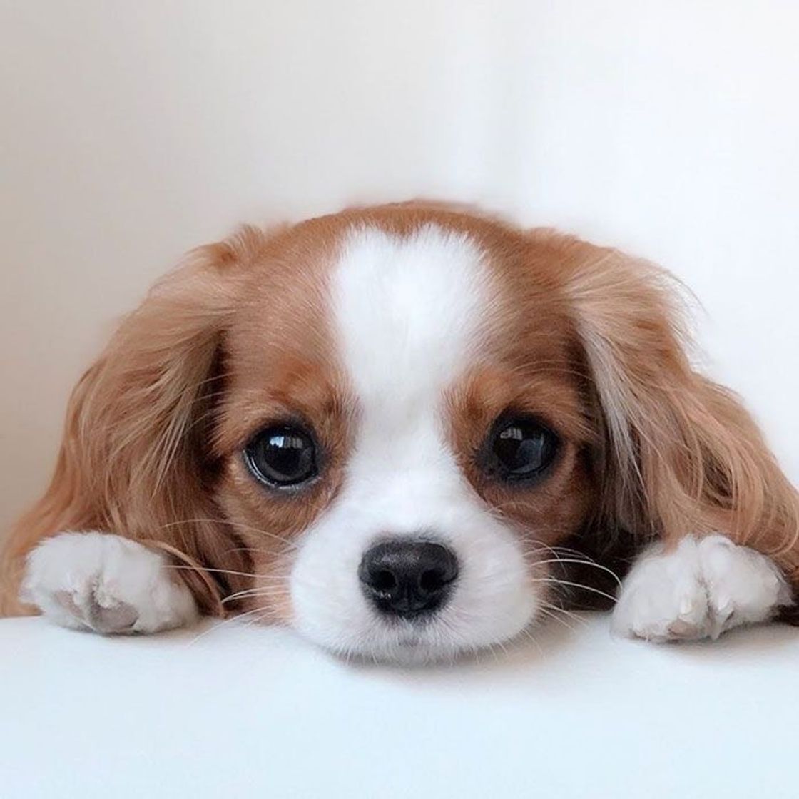 Social fofo ✨❤️