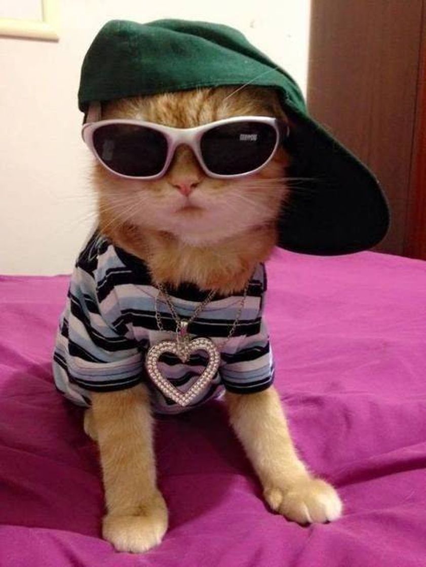 Moda gato com qualidade