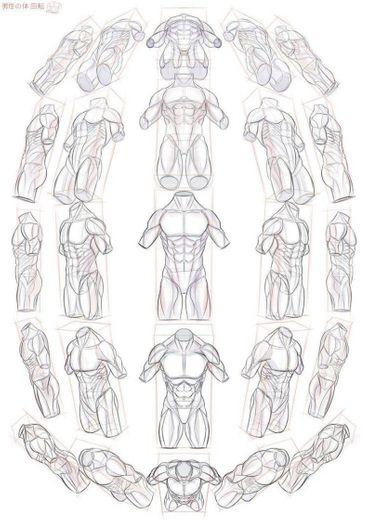Anatomia pra desenho