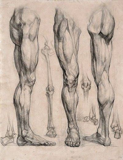 Anatomia humana para desenhos