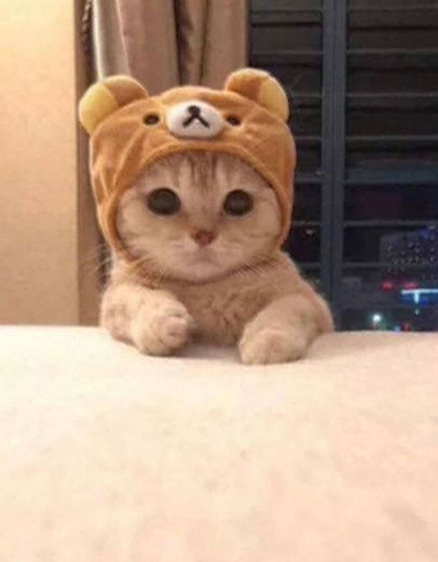 Social Animais