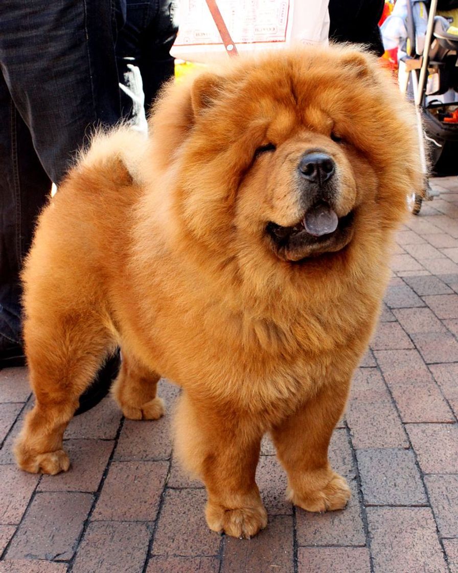 Fashion Chow Chow 