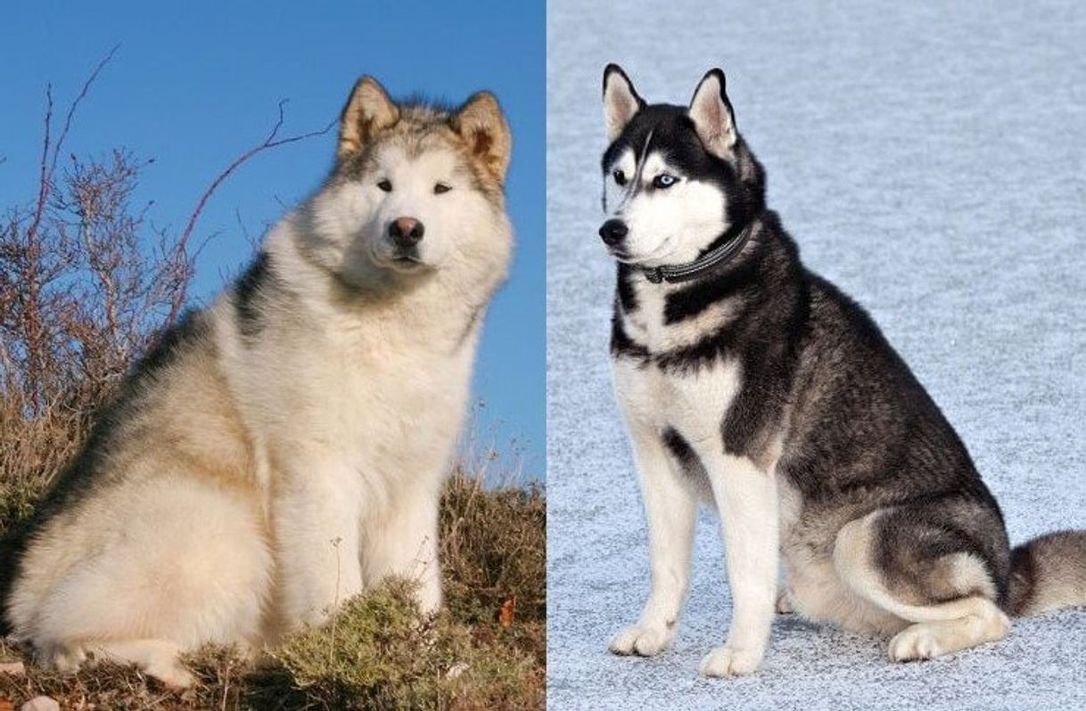 Moda Husky Malamute 