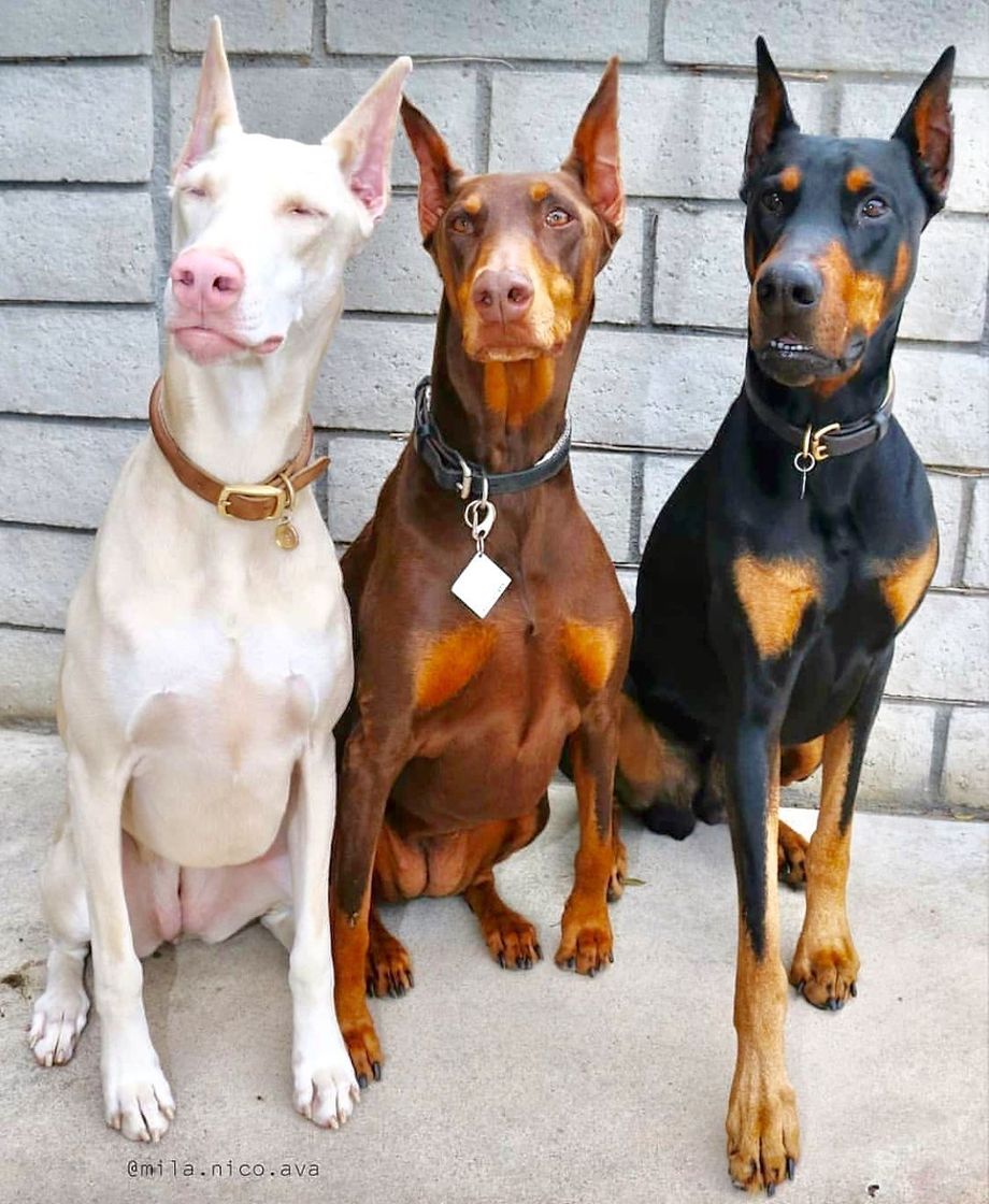 Moda Doberman 