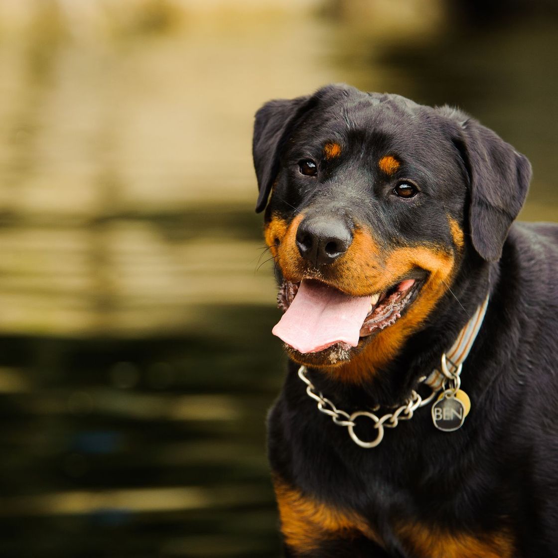 Fashion Rottweiler 