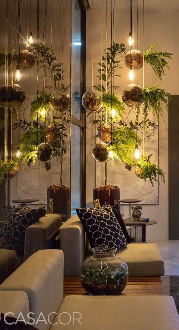 Social plantas e luzes 