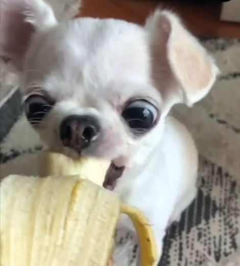 omg banana