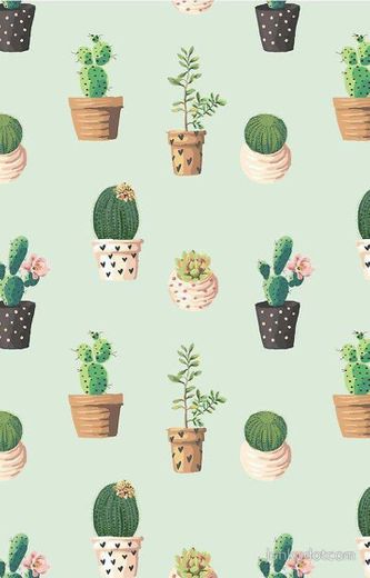 Cactus wallpaper 