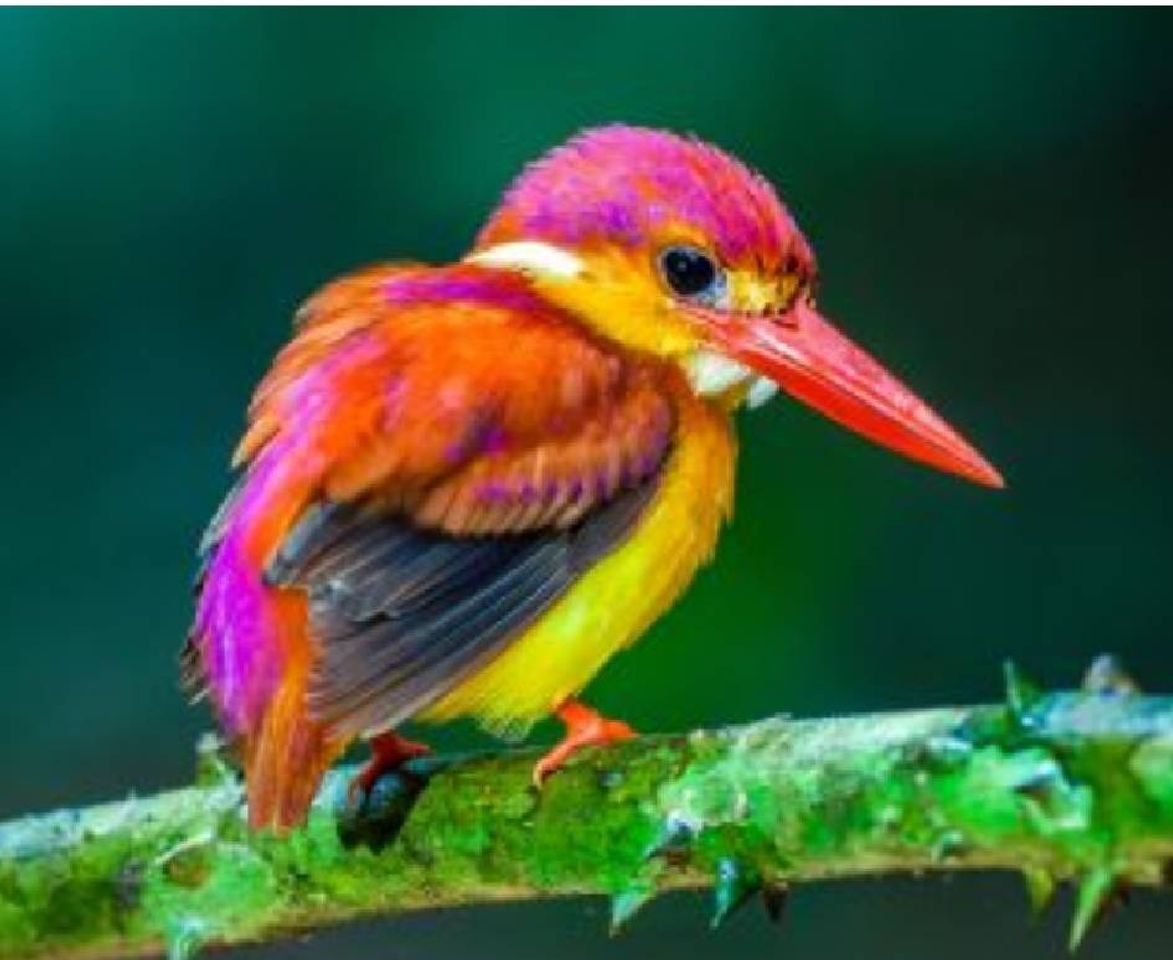 Social 🦄 Aves exoticas🦄 