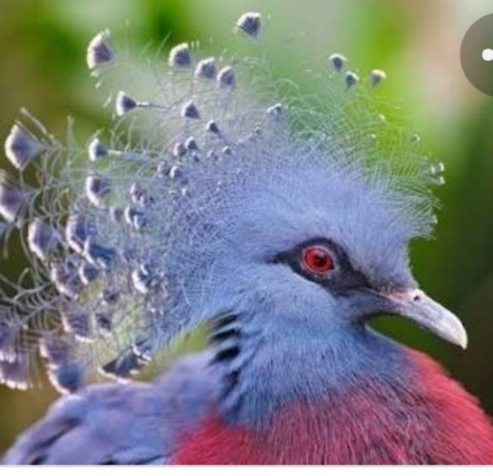 Social 🦄Aves exoticas🦄