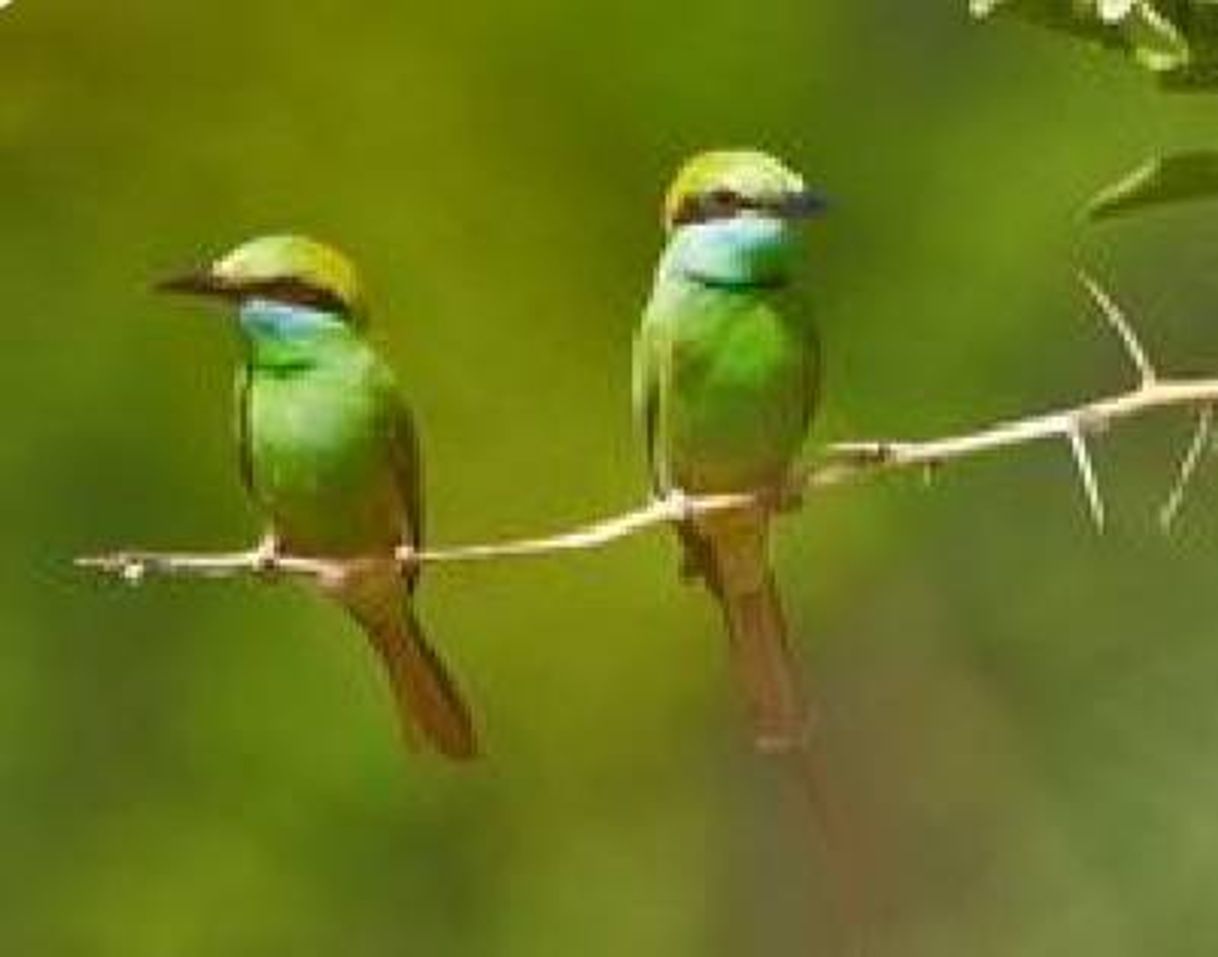 Social 🦄Todo verde🦄